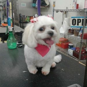 Meet your Posher, Dmitriy